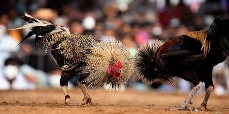 Luật chơi đơn giản và những quy tắc bạn cần nắm