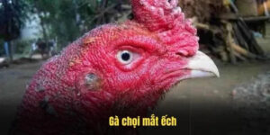 ga choi mat ech 1