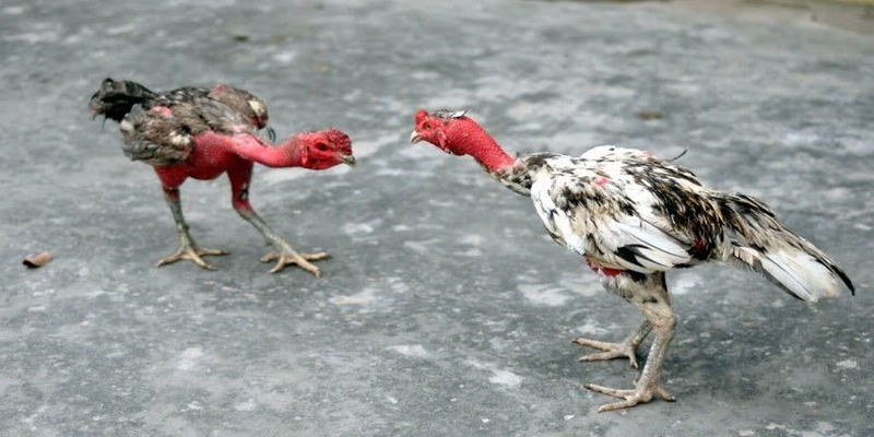 Đặc điểm dễ nhận dạng gà chọi nòi